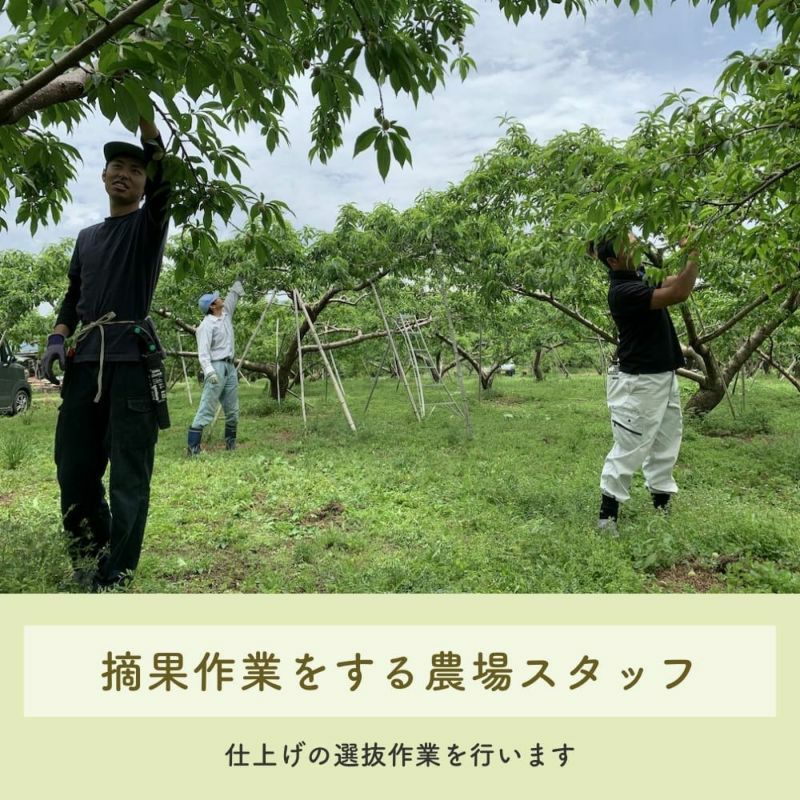 長野県産 桃 なつっこ 特秀 約3キロ / 約5キロ ギフト 贈答用 | COCORO
