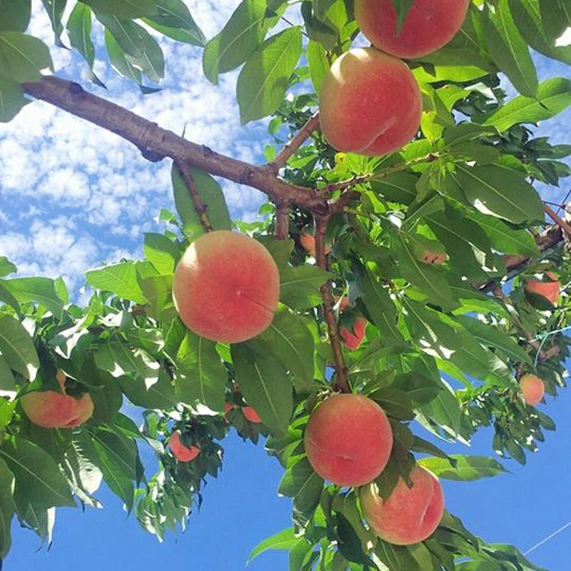 長野県産 桃 なつっこ 特秀 約3キロ / 約5キロ ギフト 贈答用 | COCORO