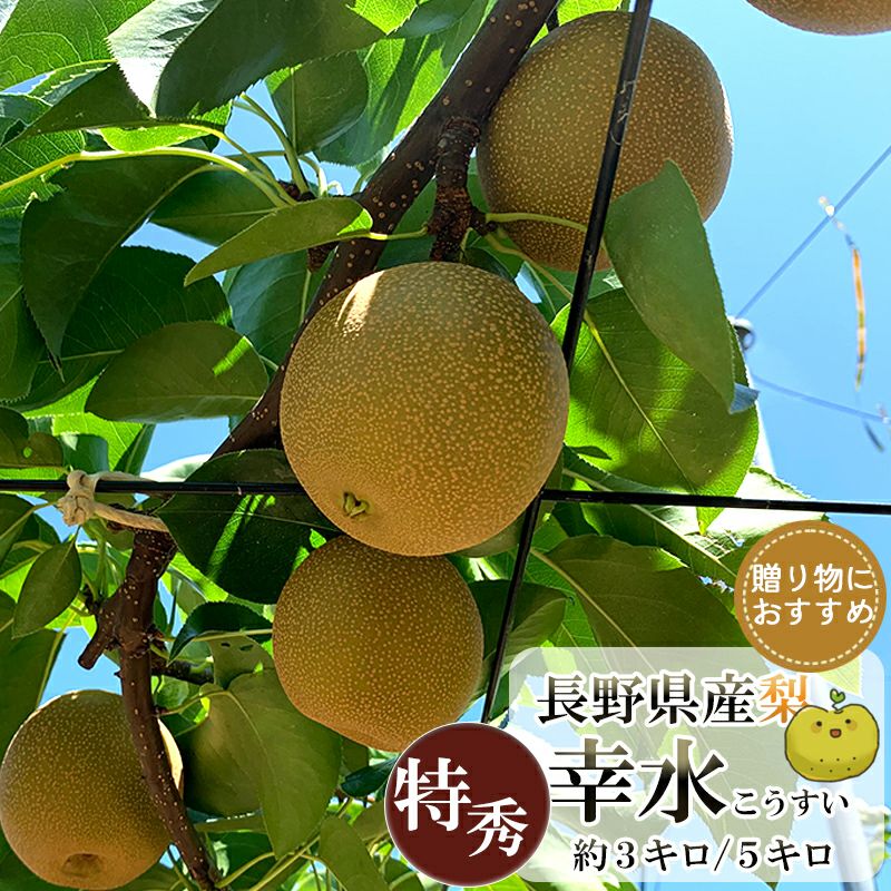 長野県産 梨 幸水 特秀 約3キロ 5キロ ギフト 贈答用 | COCORO FARM