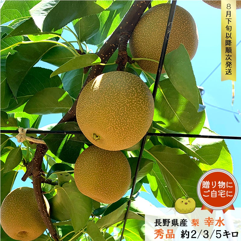 長野県産 梨 幸水 贈答 秀品 約2/3/5キロ