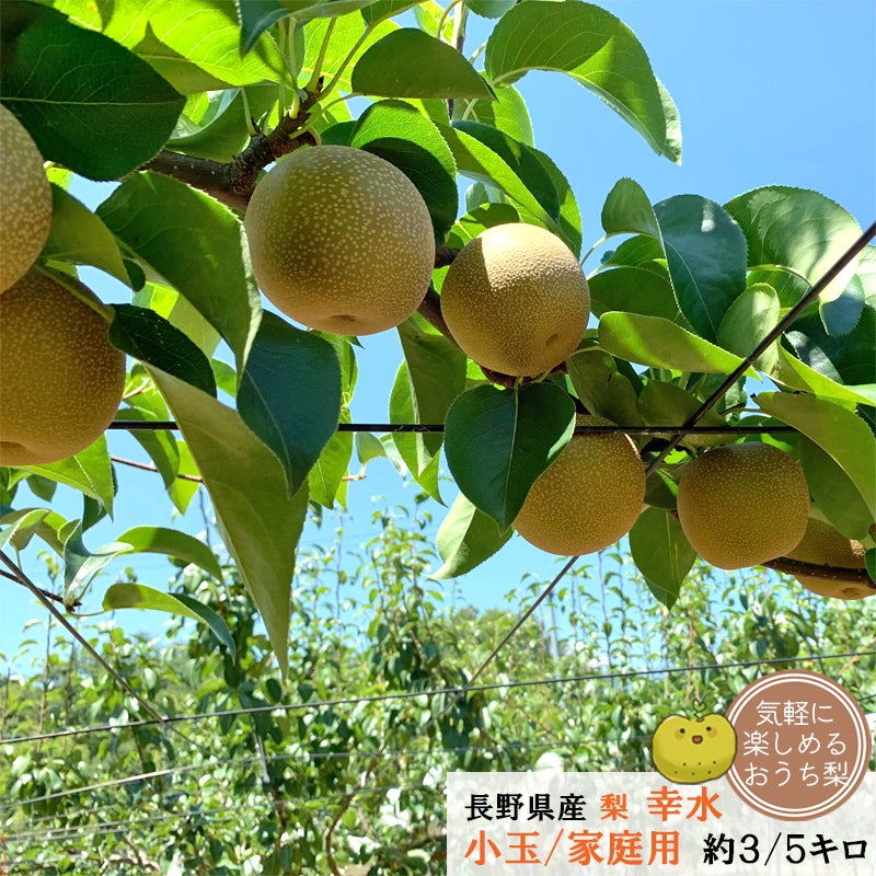 長野県産 梨 幸水 小玉 約3キロ 5キロ家庭用 | COCORO FARM VILLAGE