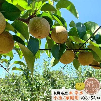 梨 幸水 ココロマルシェ