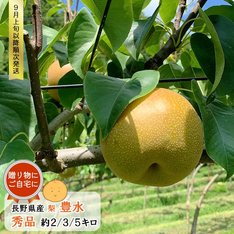【贈答・ギフト用】長野県産 梨 豊水 秀品 約2キロ / 約3キロ / 約5キロ