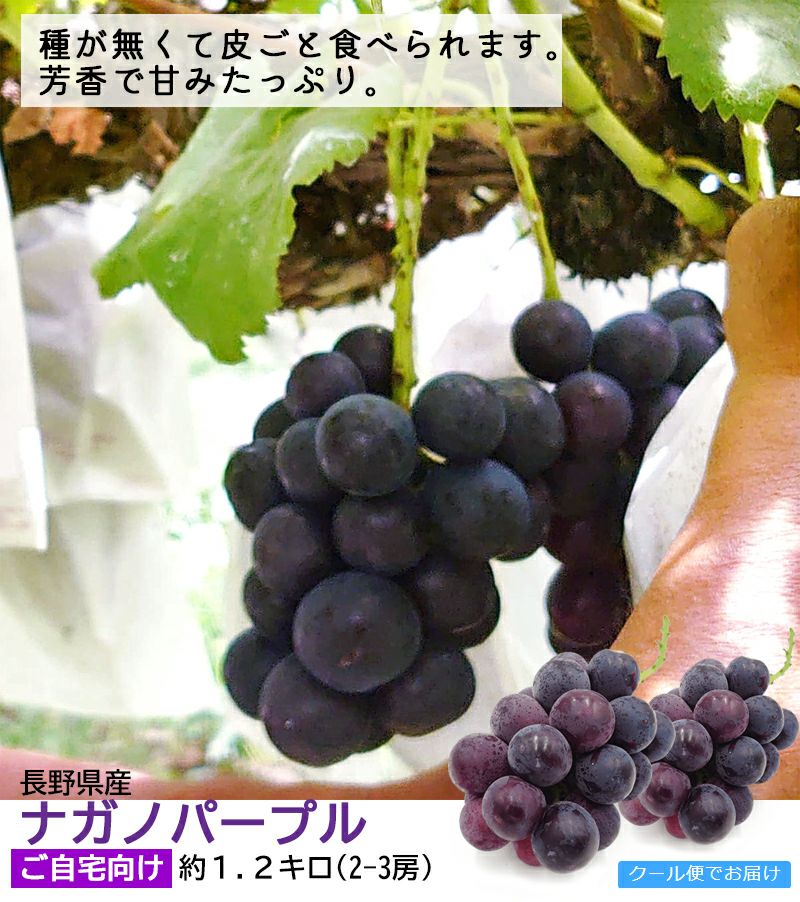 ぶどう ナガノパープル ご家庭向け 約1．2キロ | COCORO FARM VILLAGE