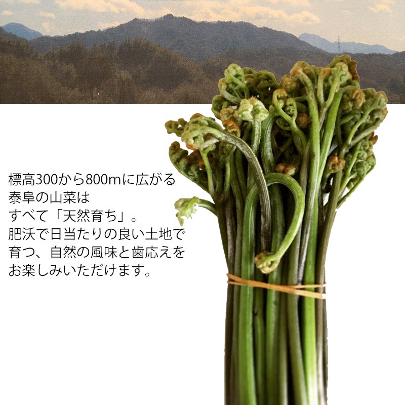 予約】長野県産 天然わらび 山菜 | COCORO FARM VILLAGE