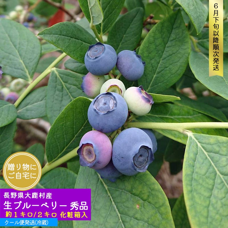 長野県 大鹿村産生ブルーベリー 贈答用 秀品 | COCORO FARM VILLAGE
