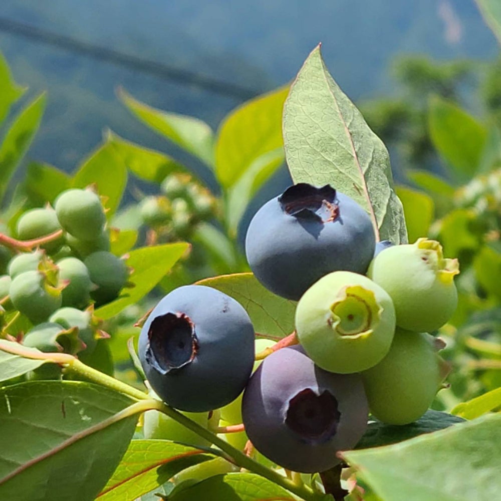 長野県 大鹿村産生ブルーベリー 2キロご自宅向け | COCORO FARM VILLAGE