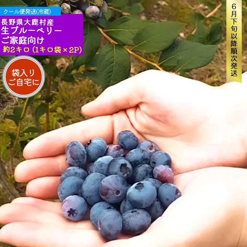 長野県 大鹿村産生ブルーベリー 2キロご自宅向け | COCORO FARM VILLAGE